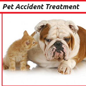 Cleaning Doctor, Professional Pet Accident Treatment Cleaning Services