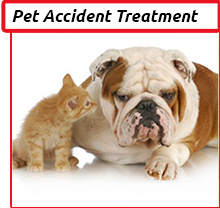 Cleaning Doctor, Professional Pet Accident Treatment Cleaning Services