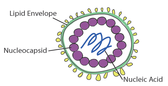 virus diagram